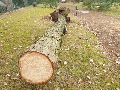 Pinus pungens borovice pichlavá - 28 let